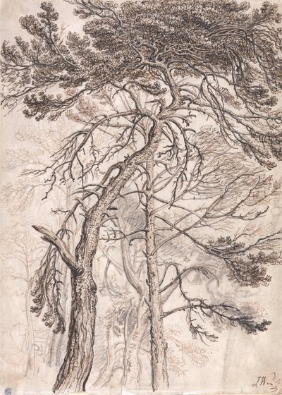 Study of Trees by James Ward